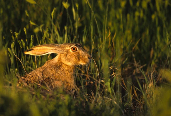 Coelho de coelho na grama — Fotografia de Stock