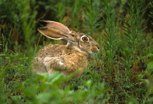 Cottontail konijn in gras — Stockfoto