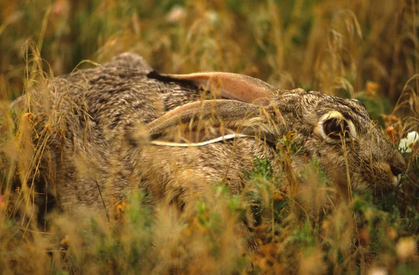 Американський кролик Кролик в траві — стокове фото
