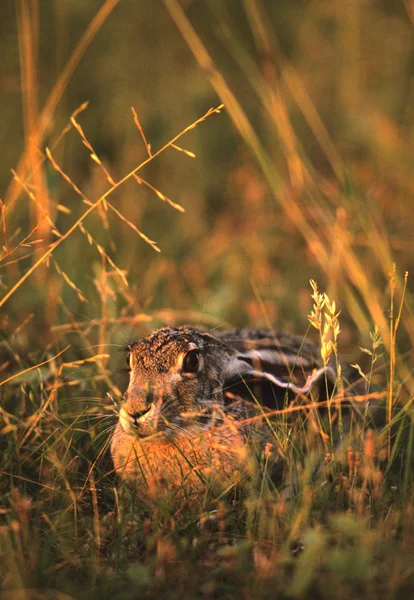 Lapin en coton dans l'herbe — Photo