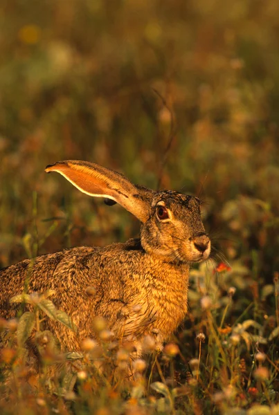 Cottontail rabbit i gräs — Stockfoto