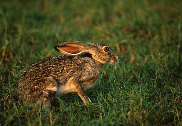 Cottontail Rabbit in Grass — Stock Photo, Image