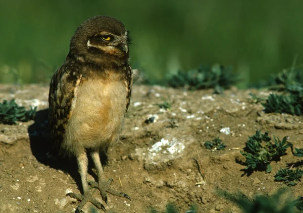 Baby burrowing Owl — Stock Photo, Image