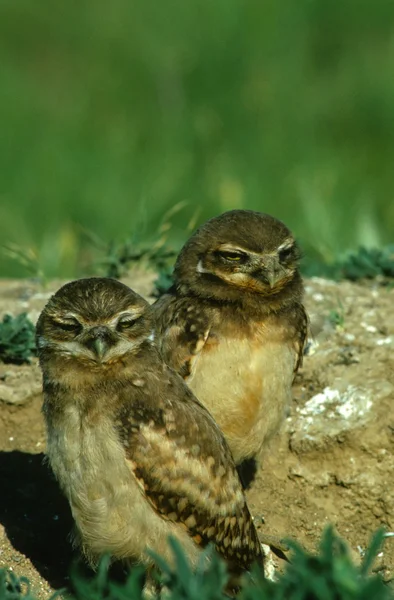 Baby burrowing Owls — Stock Photo, Image