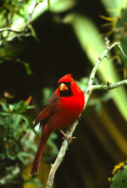 Erkek Kuzey Kardinal — Stok fotoğraf