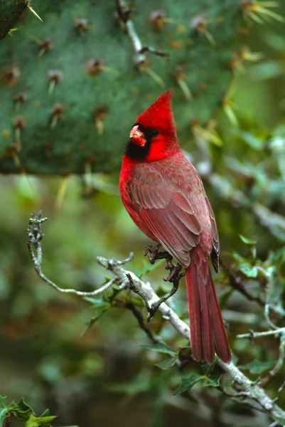 Чоловічий Північного кардинал — стокове фото