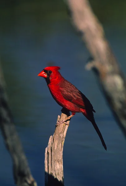 Чоловічий Північного кардинал в Waterhole — стокове фото