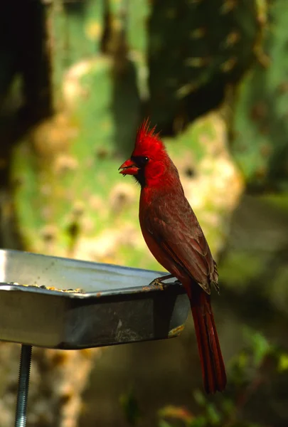 Male Northern Cardinal at Birdfeeder — Stock Photo, Image