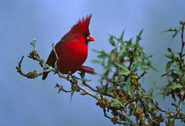 Laki-laki utara kardinal — Stok Foto