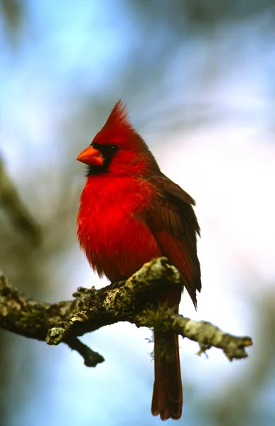 Cardinal du Nord mâle — Photo