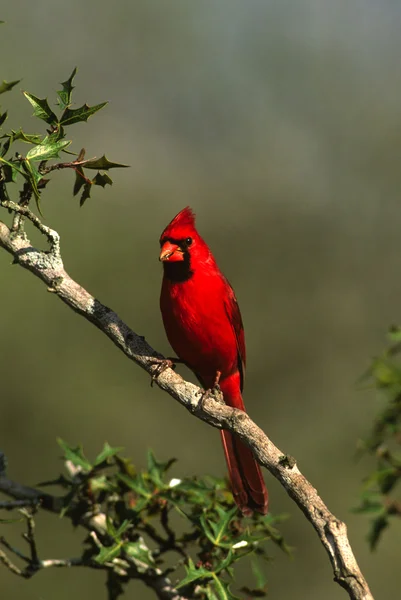 Male Northern Cardinal — Stock Photo, Image