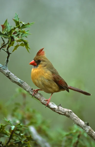 Weiblicher nördlicher Kardinal — Stockfoto