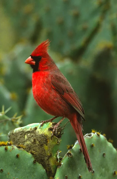 Männlicher nördlicher Kardinal auf Kaktus — Stockfoto