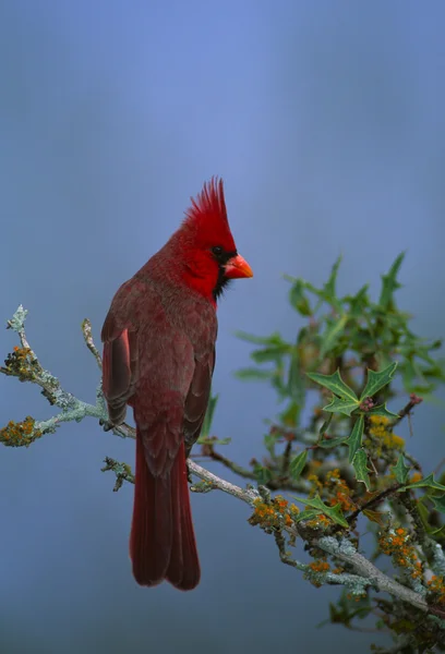 Laki-laki utara kardinal — Stok Foto
