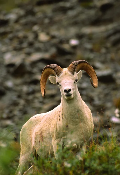 Bélier des moutons Dall — Photo