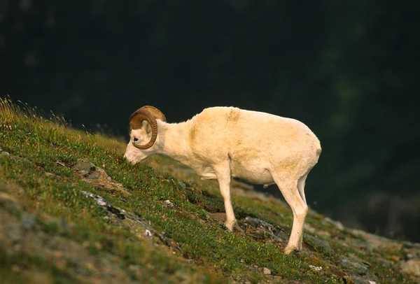 Dall Sheep Ram Feeding — Stock Photo, Image