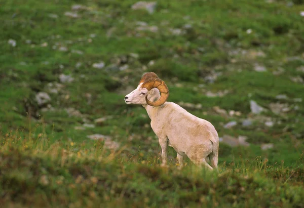 Dall ovce Beran — Stock fotografie