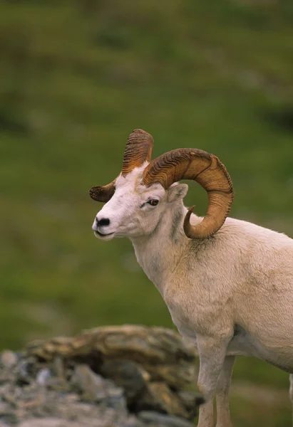 Dall 羊 ram 肖像 — 图库照片