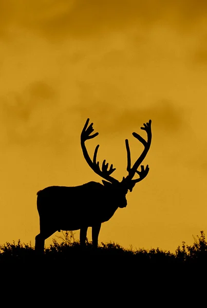 Terreno árido Caribou Bull Silhouetted —  Fotos de Stock