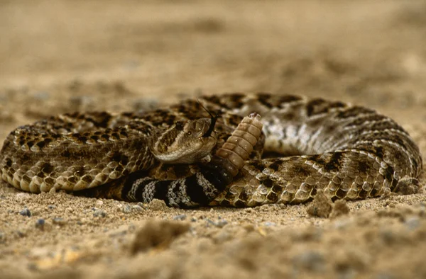 Diamondback Rattlesnake Coiled — Stock Photo, Image