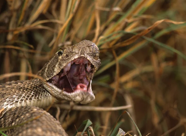 Diamondback serpente a sonagli con bocca aperta — Foto Stock
