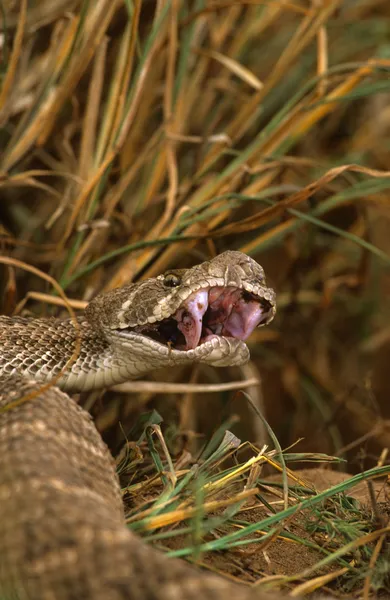 Diamondback serpiente de cascabel con boca abierta —  Fotos de Stock