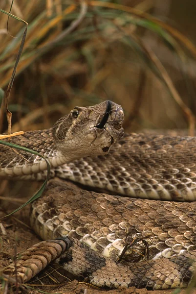 Diamondback serpiente de cascabel en espiral —  Fotos de Stock
