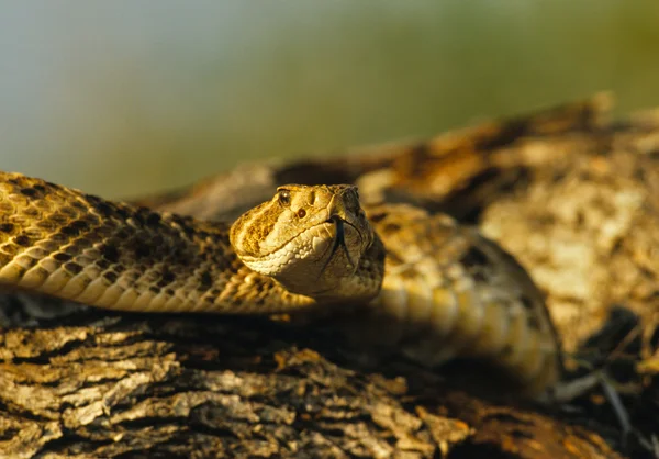 Diamondback serpente a sonagli arrotolato — Foto Stock