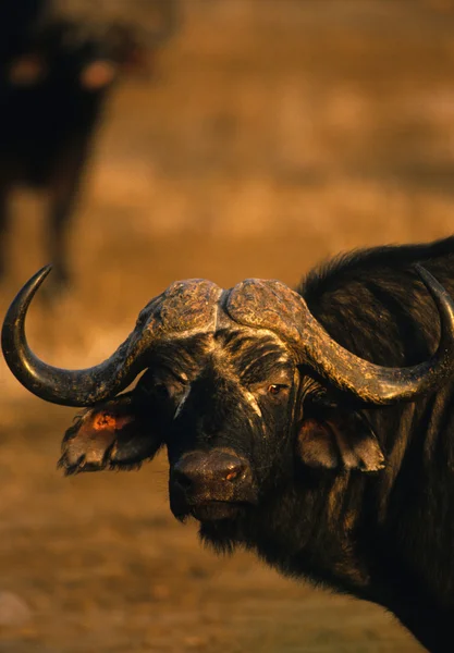 Bull Cape Buffalo — Stock Photo, Image