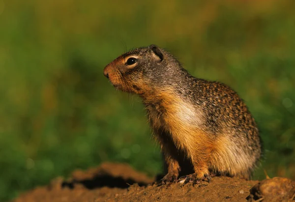 Écureuil de terre colombien — Photo