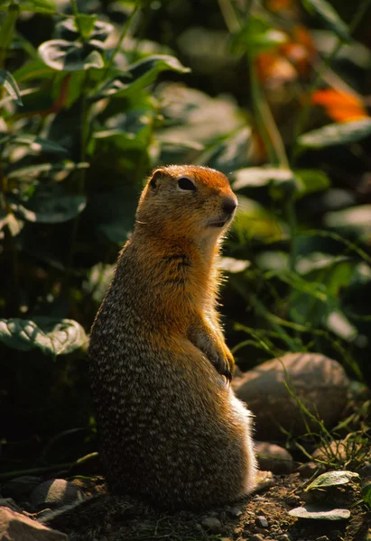 Columbian Ground Squirrel Backlit — Stock Photo, Image