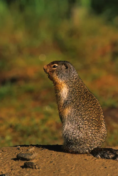 Columbian Ground Squirrel Chirping — Stock Photo, Image