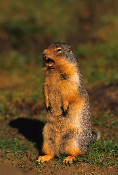 Tourbillon d'écureuil terrestre colombien — Photo