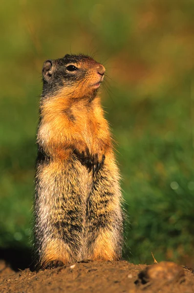 Columbian Ground Squirrel at Burrow — Stock Photo, Image
