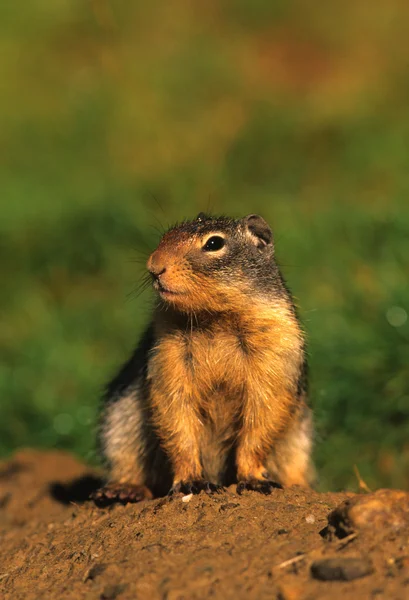 Columbian Ground Squirrel — Stock Photo, Image