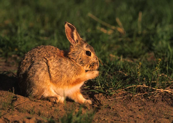 Conejo de cola de algodón —  Fotos de Stock