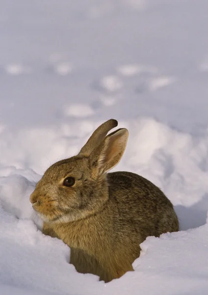 Хвостатый кролик в снегу — стоковое фото