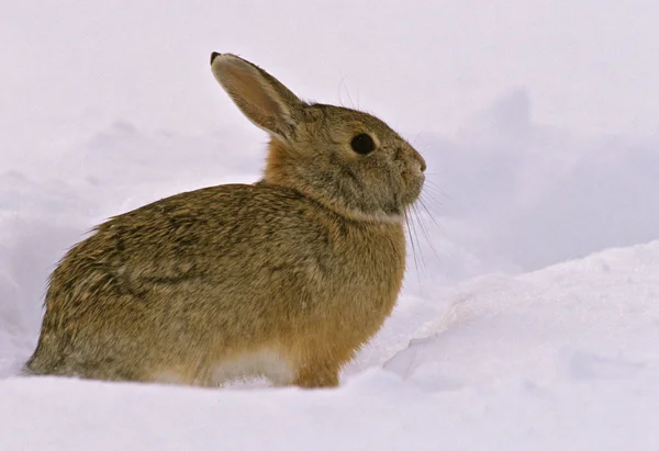Американський кролик Кролик в снігу — стокове фото