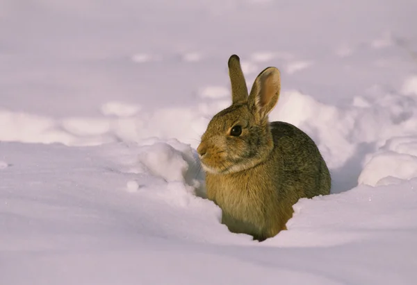 Cottontail konijn in sneeuw — Stockfoto