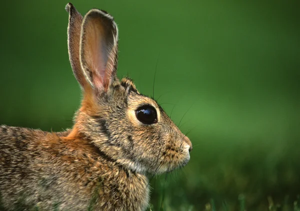 Cottontail Rabbit Portrait — Stock Photo, Image