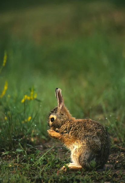 Natte cottontail konijn in gras — Stockfoto