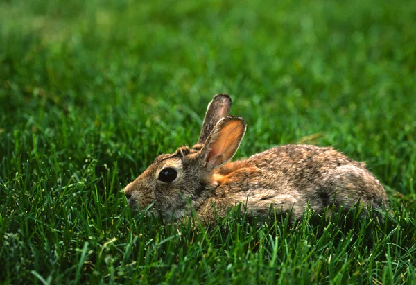 Cottontail konijn in gras — Stockfoto