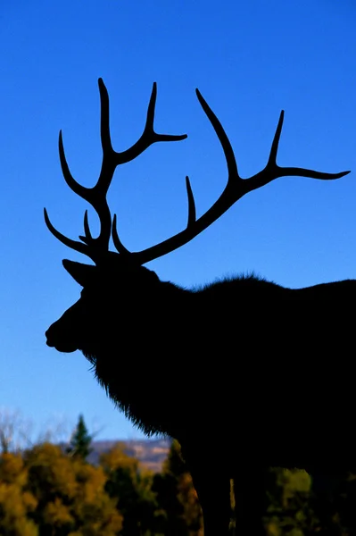 Elk Banteng di Sunset — Stok Foto