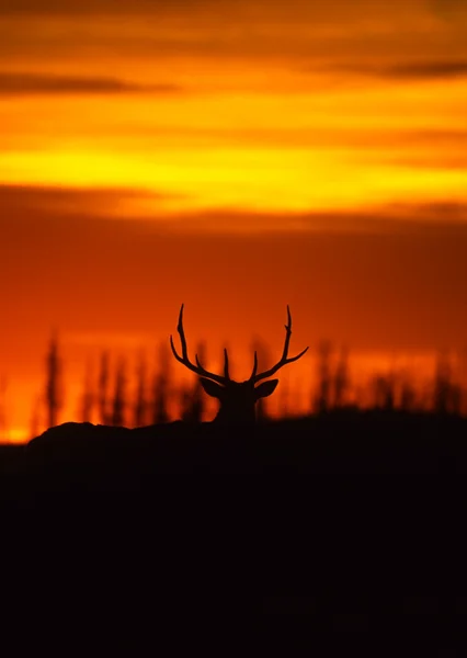 Stier elanden in zonsondergang — Stockfoto