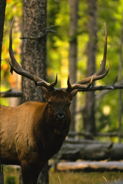 Boğa elk — Stok fotoğraf