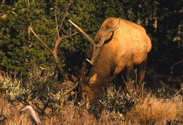 Bull Elk Feeding — Stock Photo, Image
