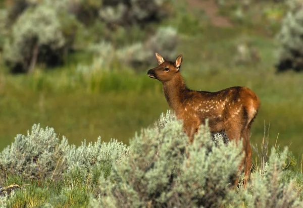 Cute Elk Calf — Stock Photo, Image