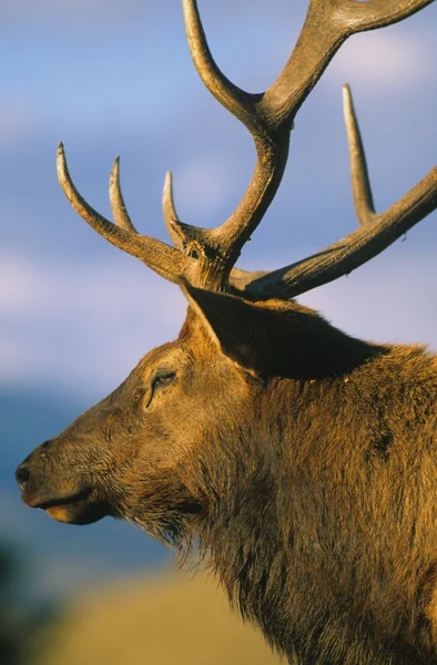 Bull Elk muotokuva — kuvapankkivalokuva