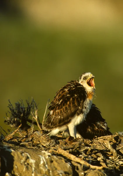 Ferruginous Hawk Chicks — Stock Photo, Image