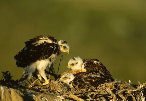 stock image Ferruginous Hawk Chicks